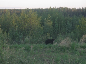 "Bear hunting" is when you slowly drive the 22 km to the main highway and count all the bears you see, from the safety of your pickup truck.